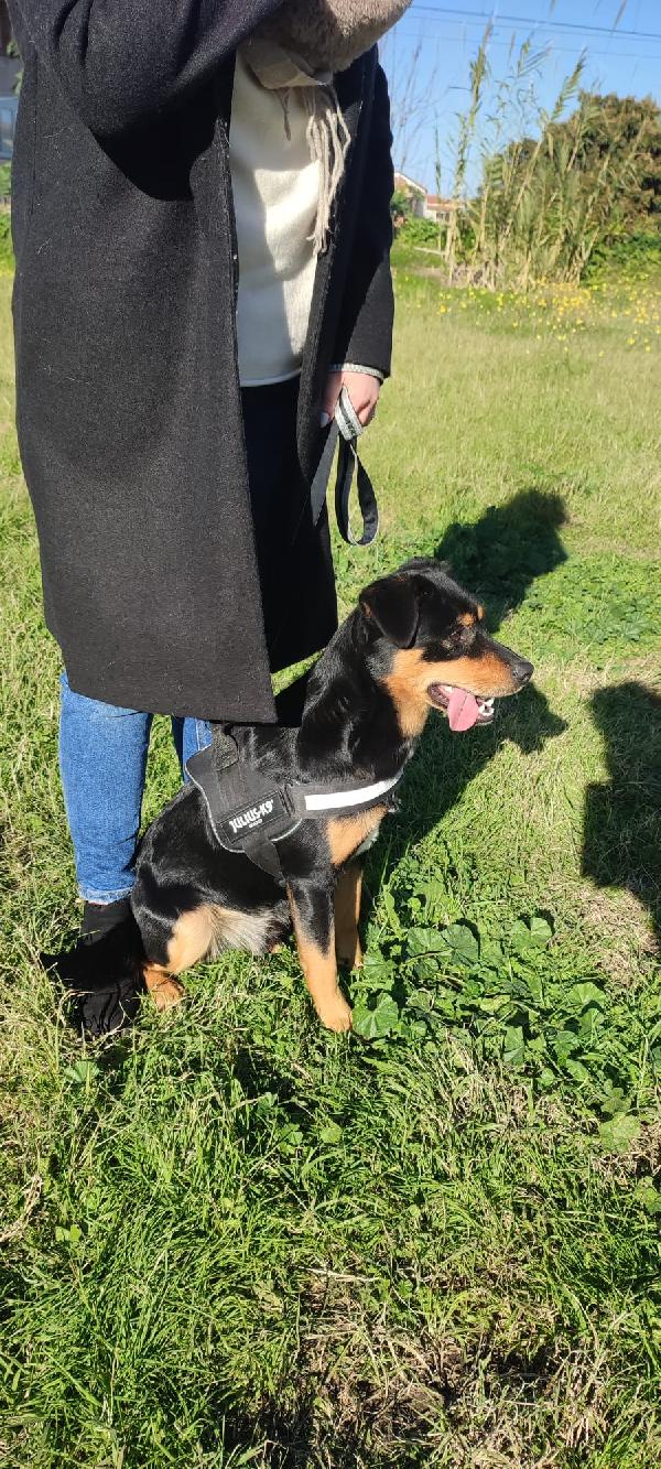 Nerone, Stupendo Cagnolino Di 3 Anni